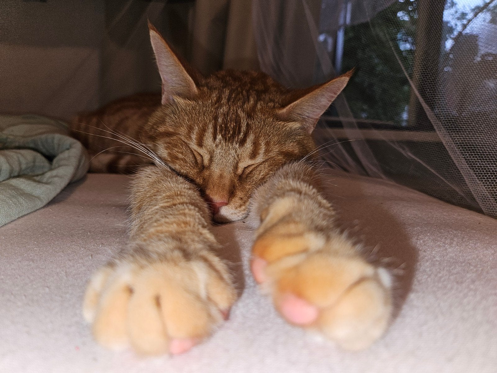 Bobbi, LEES ADVERTENTIE, Dieren en Toebehoren, Kater