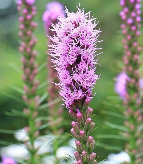 Liatris spicata in een P9 pot., Volle zon, Vaste plant, Zomer, Ophalen