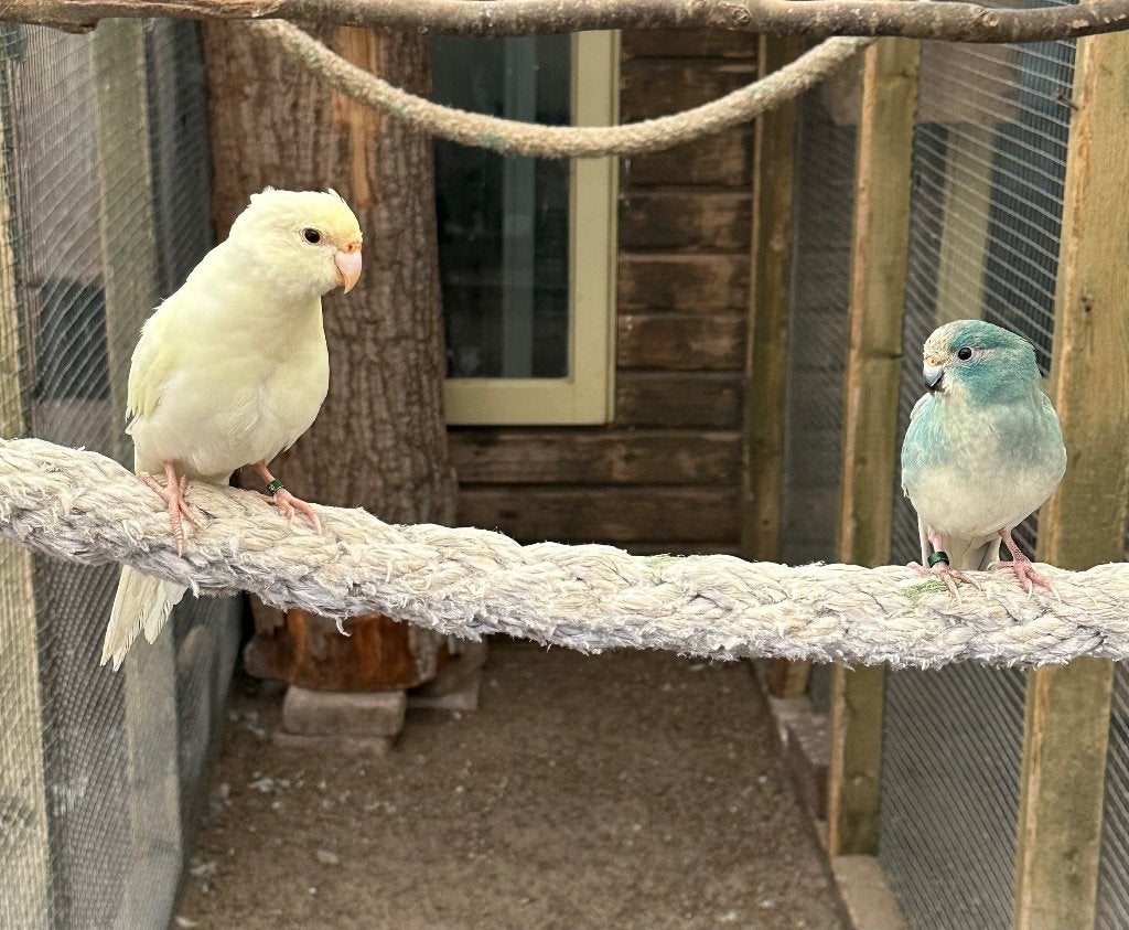Kakariki koppels, Meerdere dieren, Parkiet