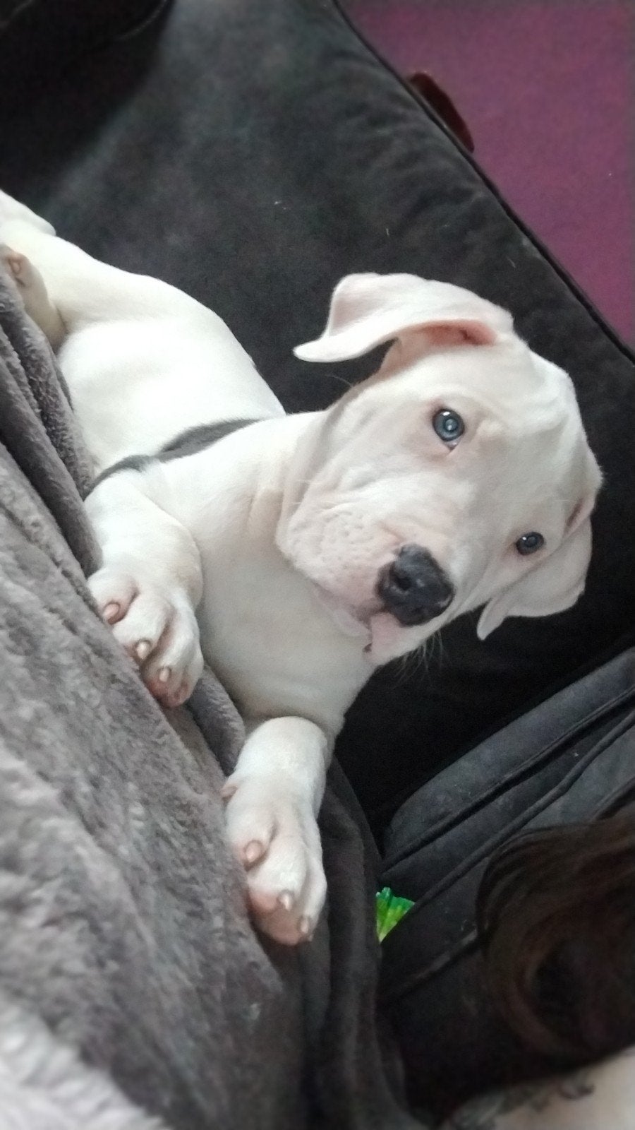 american bully xl pup reu, Dieren en Toebehoren, 8 tot 15 weken, Eén hond, Nederland, Particulier