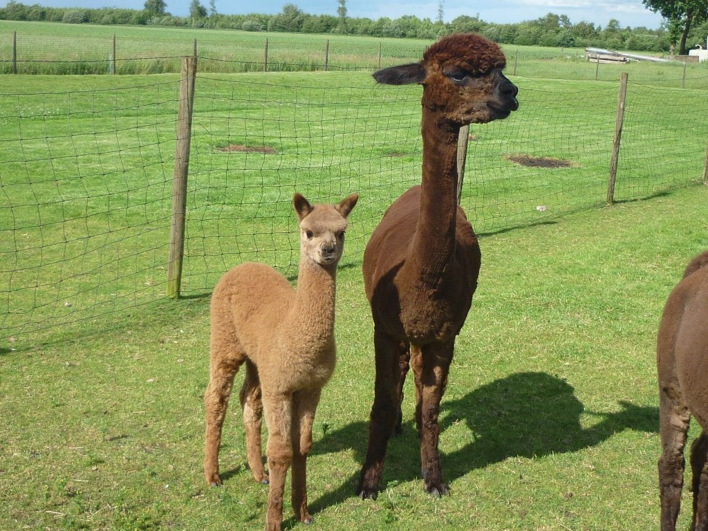 alpaca merries, Dieren en Toebehoren, Overige Dieren, Juni, Vrouwelijk