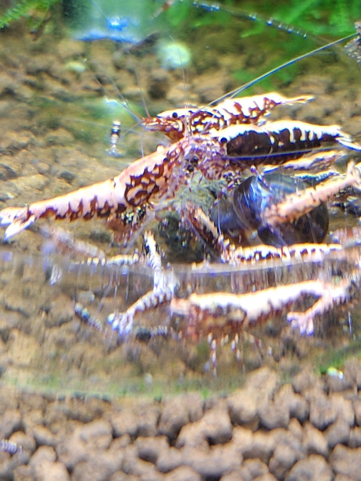 Mooie jonge rode Galaxy fishbone Boa's, Dieren en Toebehoren