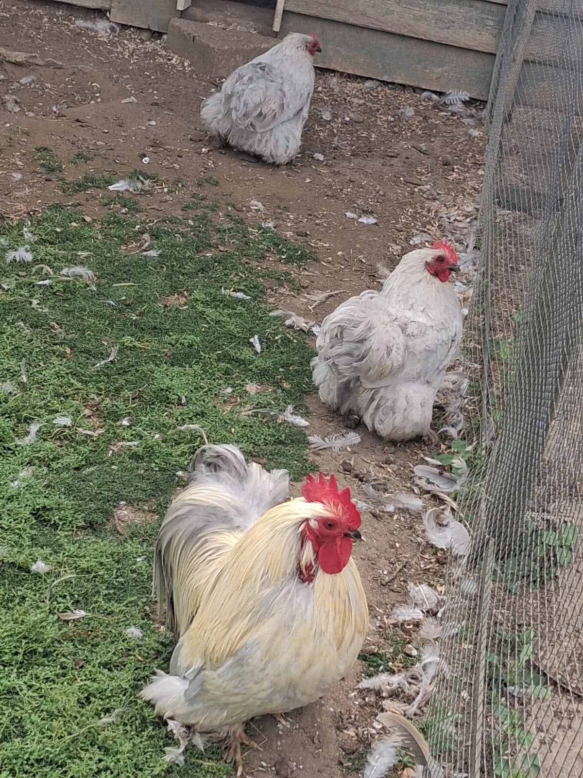 Cochin Parelgrijs Kriel Kippen, Dieren en Toebehoren, Pluimvee, Meerdere dieren, Kip