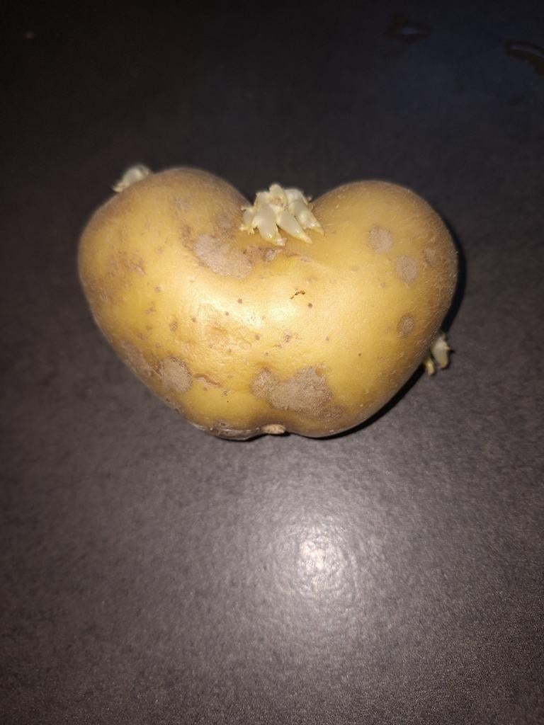 hartvormige aardappel, Ophalen of Verzenden