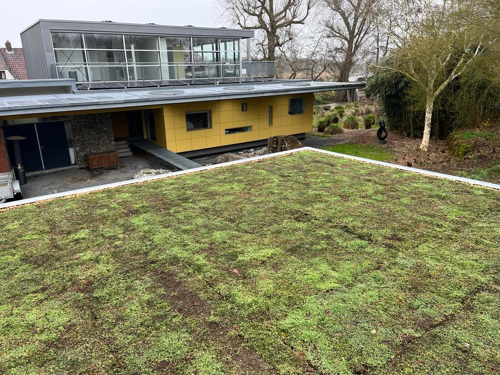 Sedum matten en trays voor groendaken