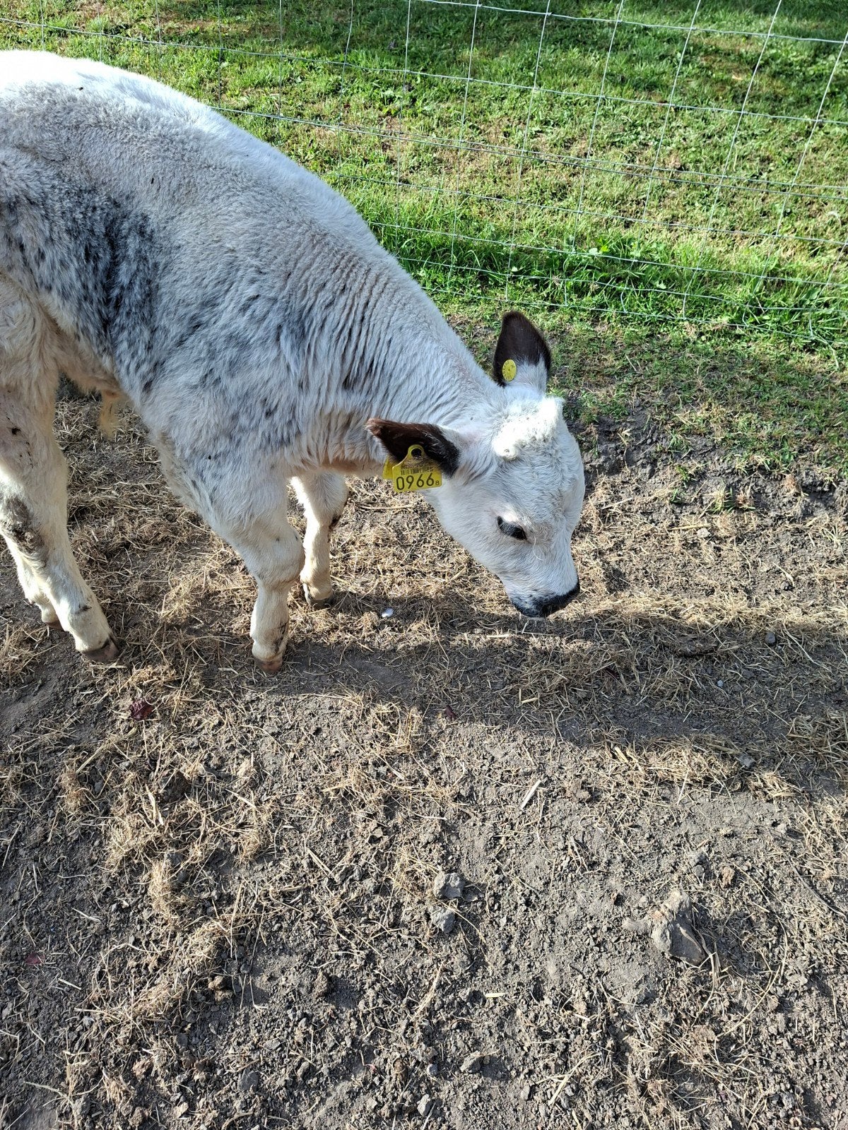 dikbil stiertje, Dieren en Toebehoren, Vrouwelijk