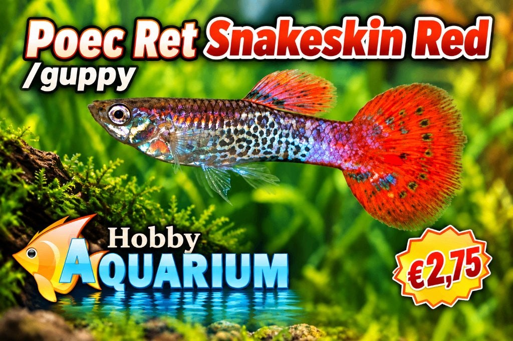Hobbyaquarium Poec Ret Snakeskin Red Zaterdag 26 Sept 10/17u, Vis, Zoetwatervis, Schoolvis