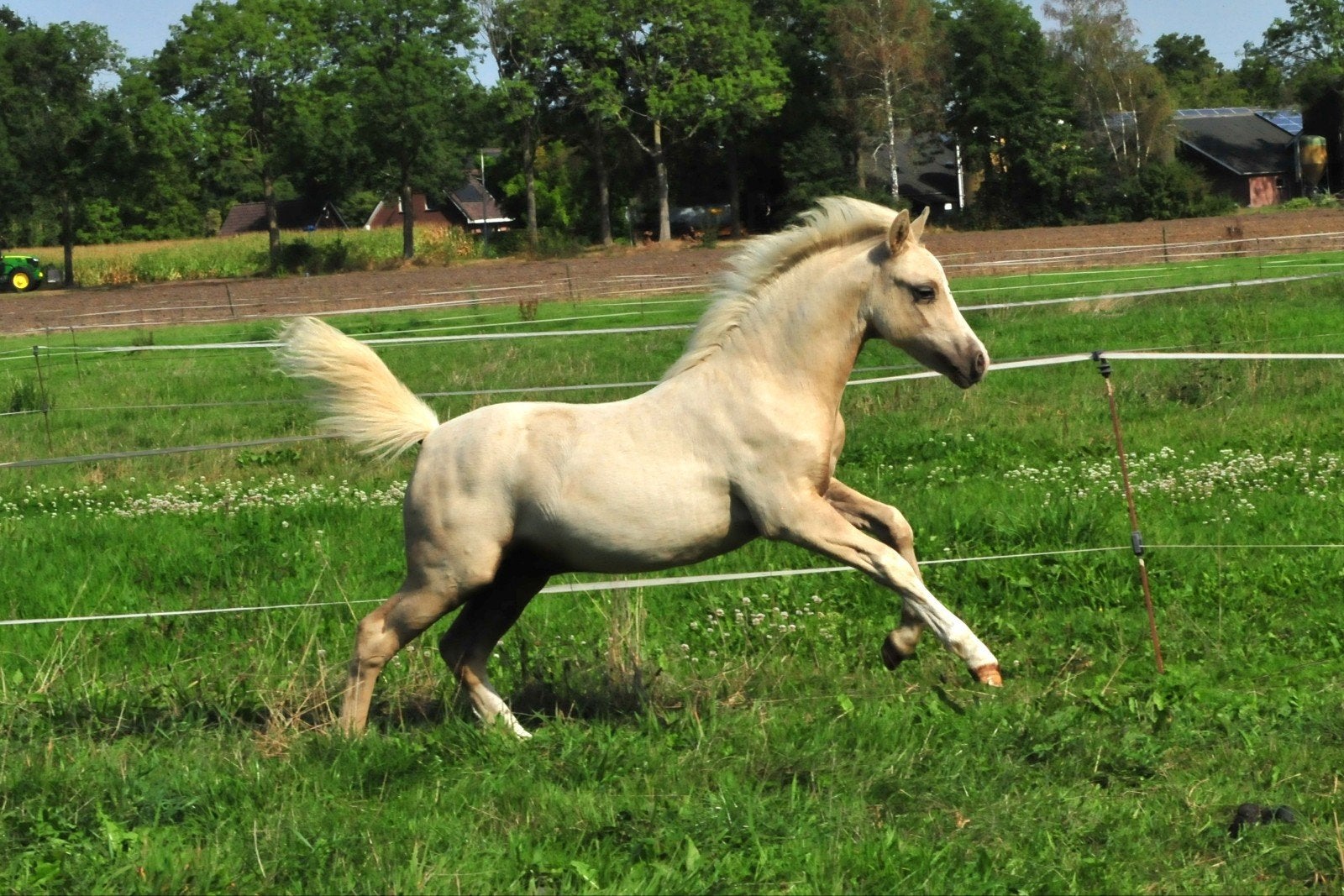 Droomkoppel alert! Twee palomino Welsh A hengstveulens, Hengst, Met stamboom, 0 tot 2 jaar