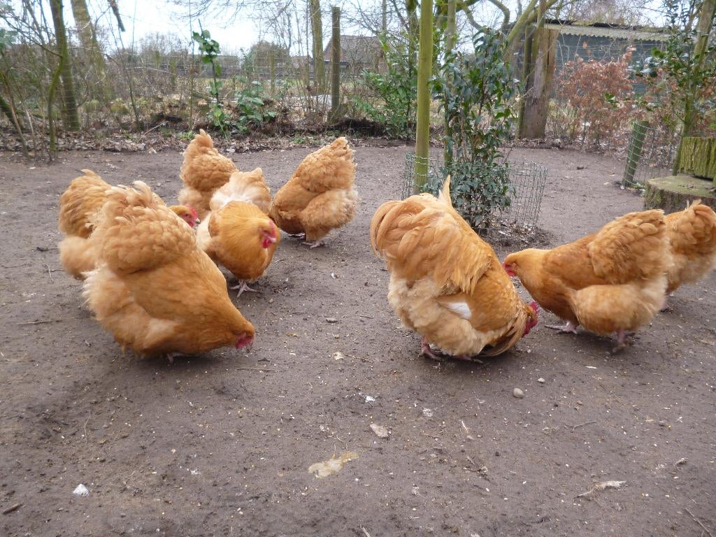 Orpington buff broedeieren, Geslacht onbekend, Kip