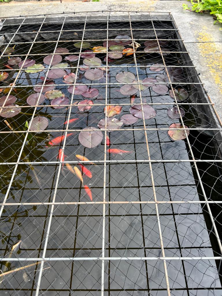Vissen, Dieren en Toebehoren, Vissen | Vijvervissen, Goudvis(sen)