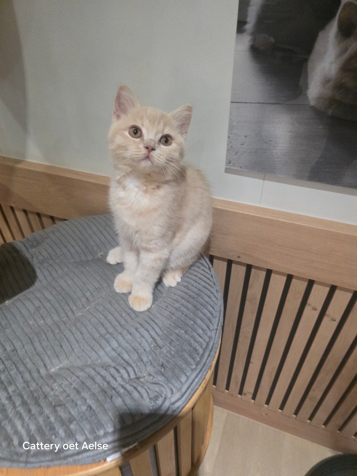 Mooie brits korthaar kittens met stamboom en geteste ouders., Meerdere dieren, Kortharig, 0 tot 2 jaar