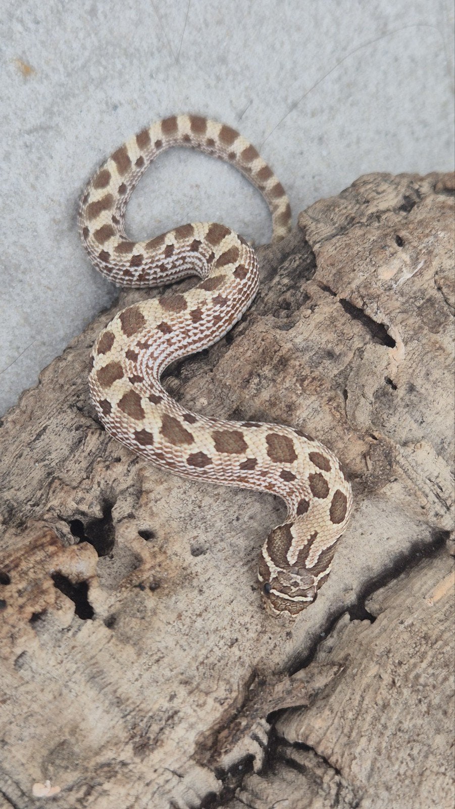 Haakneuslang 2026 het snow Hognose Snake photo 3