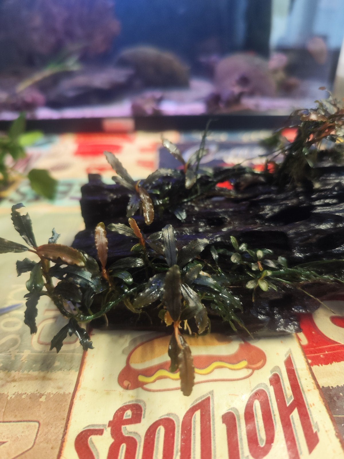 Aquarium hout met. bucephalandra., Dieren en Toebehoren, Ophalen of Verzenden, Plant(en), Steen of Hout