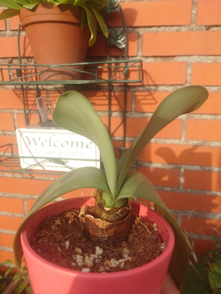 Haemanthus albiflos , poederkwast, Ophalen of Verzenden, Halfschaduw, Minder dan 100 cm