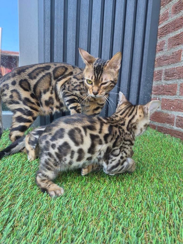 Bengaalse kitten (kater) mag verhuizen..., Dieren en Toebehoren, Meerdere dieren, Ontwormd