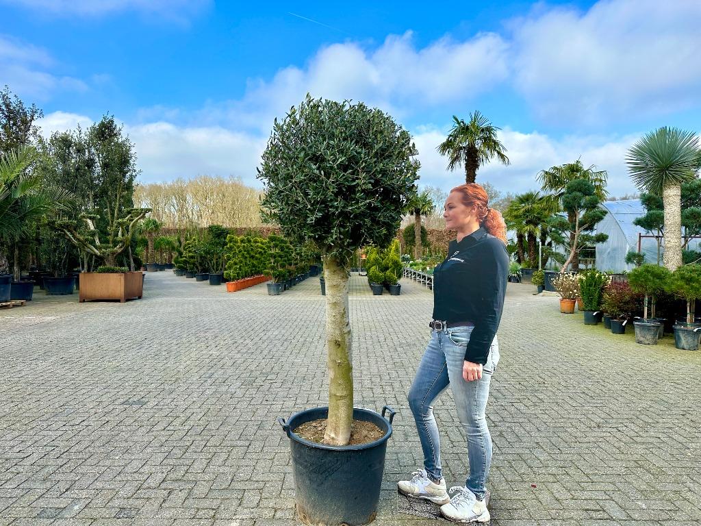 Olijfboom - Olijfbomen bol kroon met 35/40 cm stamomtrek!!, Ophalen of Verzenden, 100 tot 250 cm, Olijfboom, Zomer