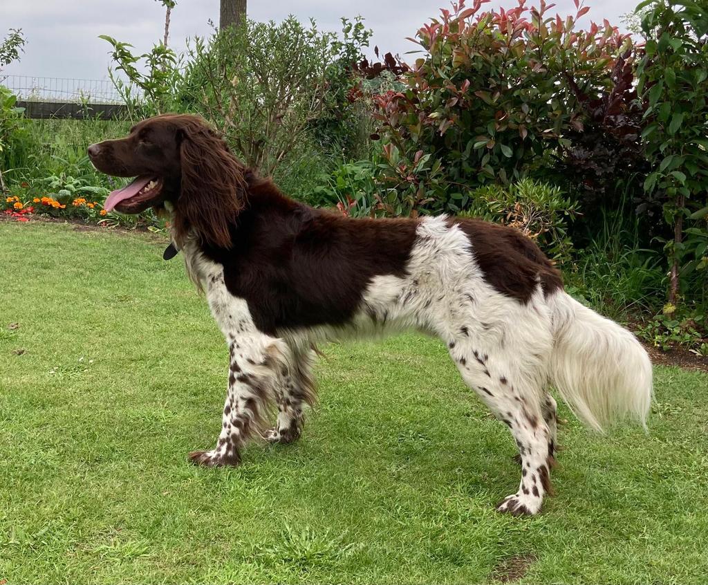 Heidewachtel reu met stamboom ter dekking, Dieren en Toebehoren, Reu, 1 tot 2 jaar, Parvo, Eén hond