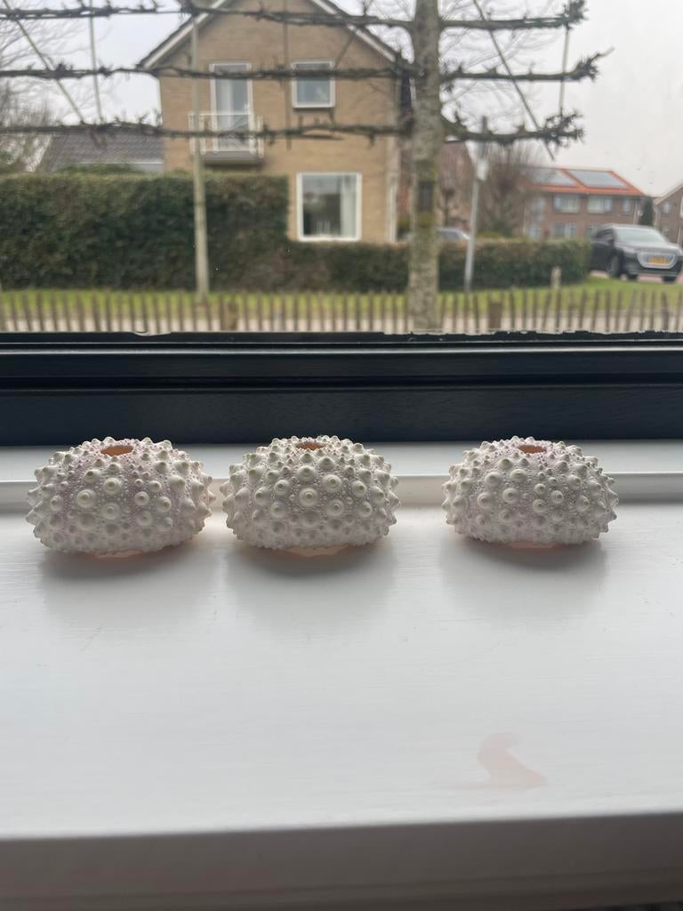 Drie Zee-egels, Ophalen of Verzenden, Zo goed als nieuw
