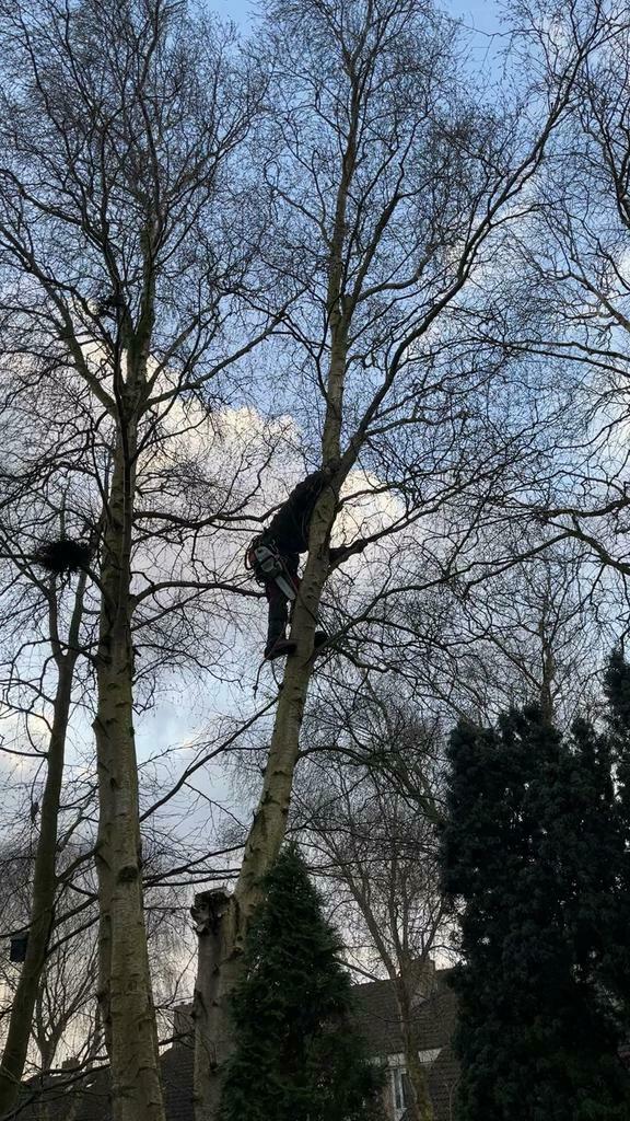 Verwijderen van bomen/hagen/stronken frezen en afvoeren