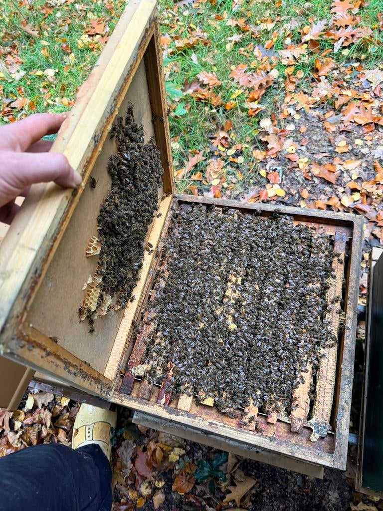 Bijenvolken en koninginnen, Dieren en Toebehoren, Bijen