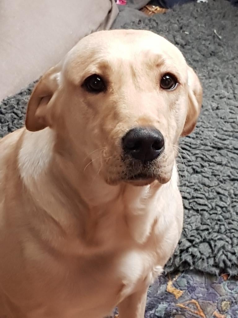 Lieve blonde labrador teef, Dieren en Toebehoren, 6 jaar of ouder, Parvo, Teef, Labrador retriever