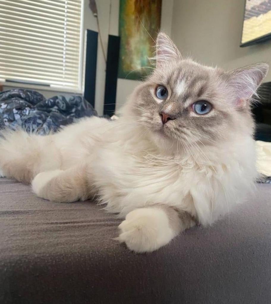Blue tabby point mitted Ragdoll Dekkater met stamboom, Dieren en Toebehoren, 0 tot 2 jaar