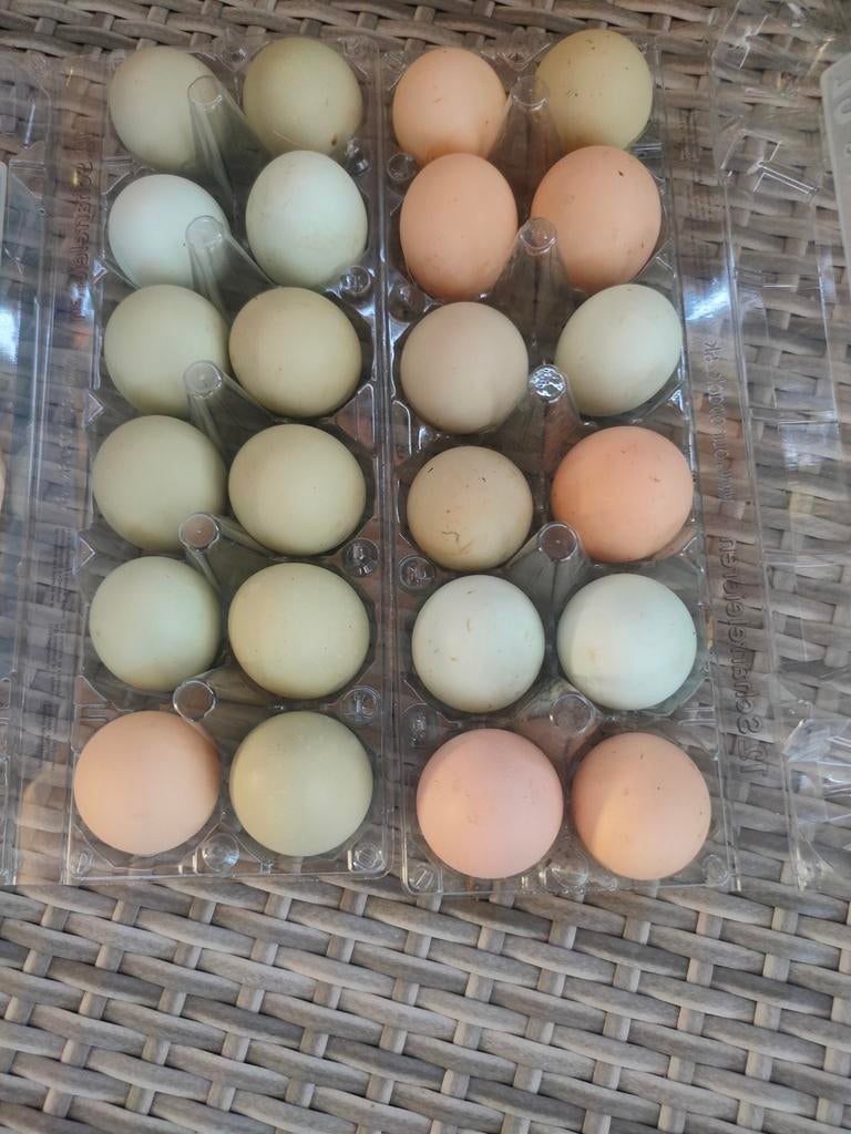 Verse Broed Eieren - Araucana, Maran, Brahma, Geslacht onbekend, Kip
