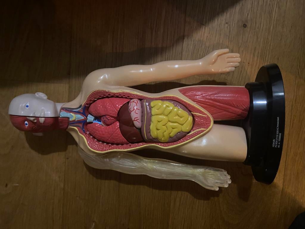 Menselijk Torso Model Anatomie, Ophalen of Verzenden, Zo goed als nieuw, Meerdere media, Kunst en Creatief