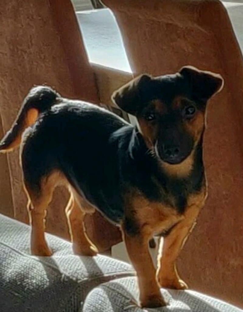 Ervaren dekreu Jack Russel Puk, Reu, Parvo, Eén hond, 3 tot 5 jaar
