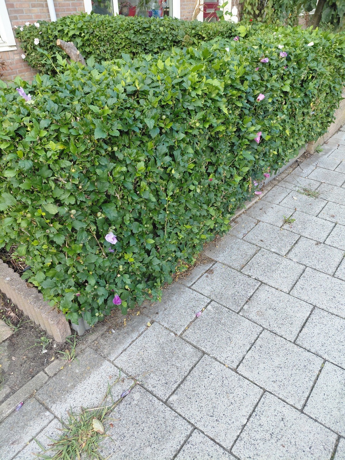 Mooie Hibiscus haag, Ophalen, Overige soorten, 100 tot 250 cm