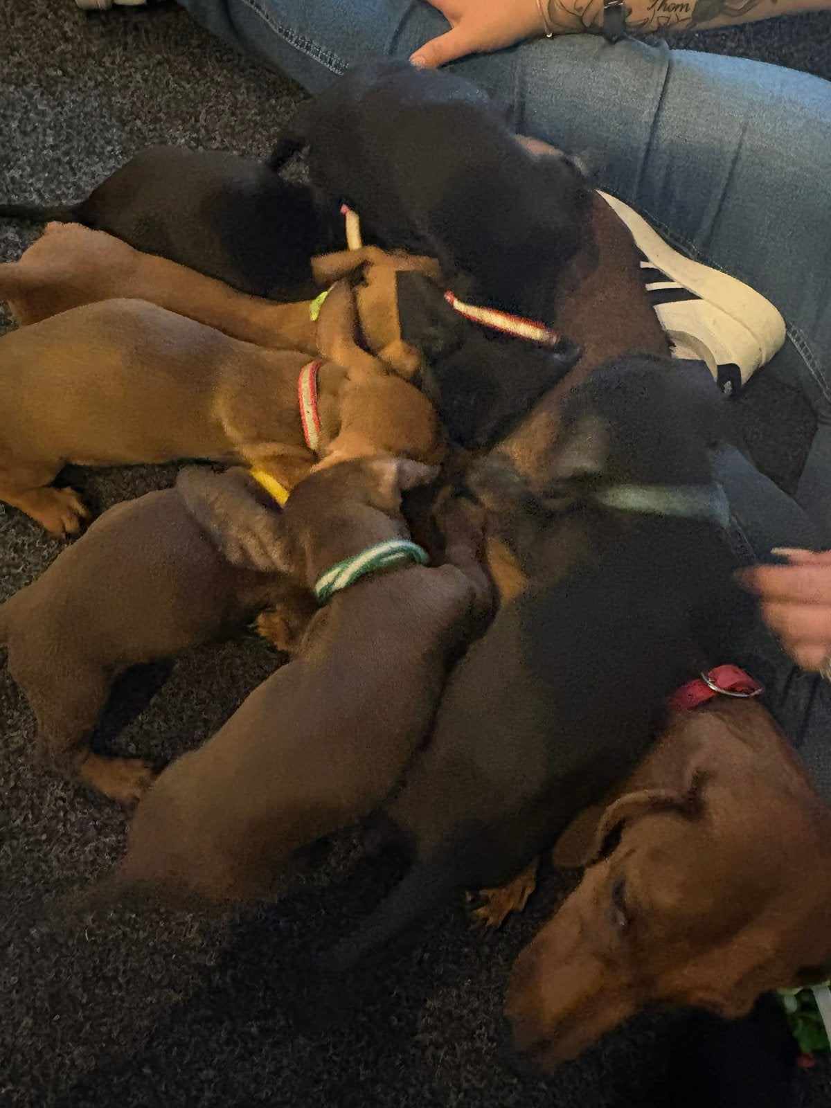 Puppys teckel, Dieren en Toebehoren, Honden | Teckels en Dashonden, Kaninchen, 8 tot 15 weken, Korthaar, Meerdere