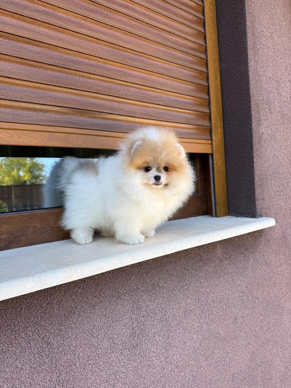 Pomerian Pomeriaan Dwergkees puppy, Overige rassen, 8 tot 15 weken, Buitenland, Meerdere
