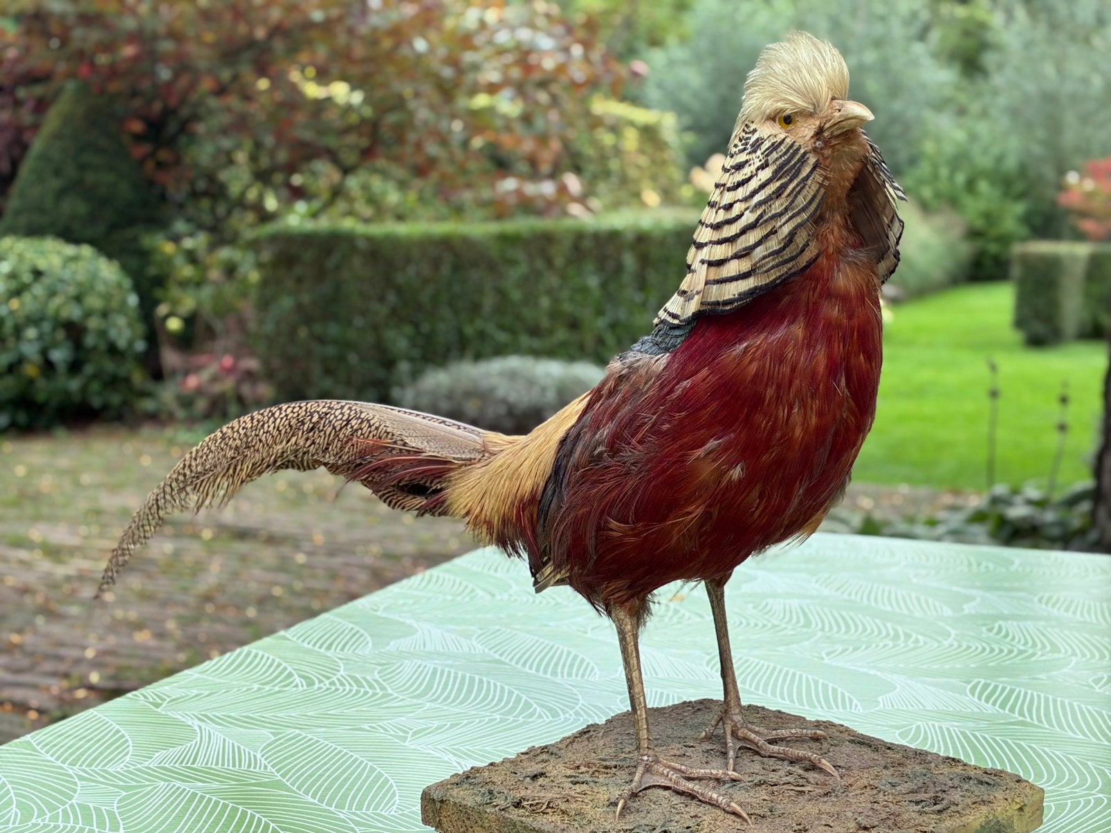 Mannelijke goudfazant, Ophalen of Verzenden, Zo goed als nieuw, Vogel, Opgezet dier