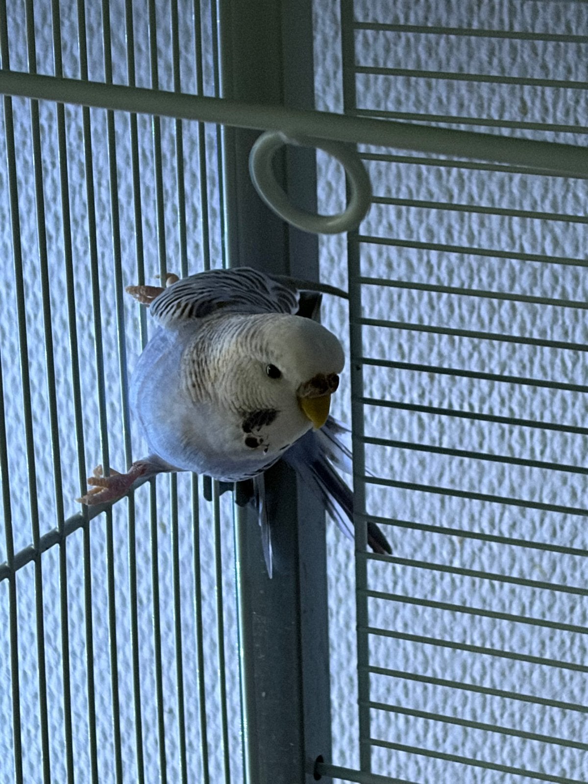 Parkieten + kooi, Meerdere dieren, Parkiet
