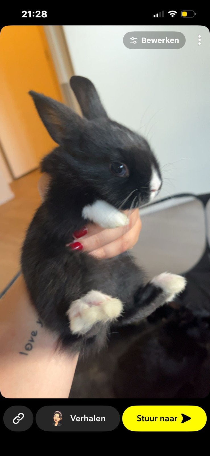 Baby konijntjes, Dieren en Toebehoren, Konijnen, Meerdere dieren