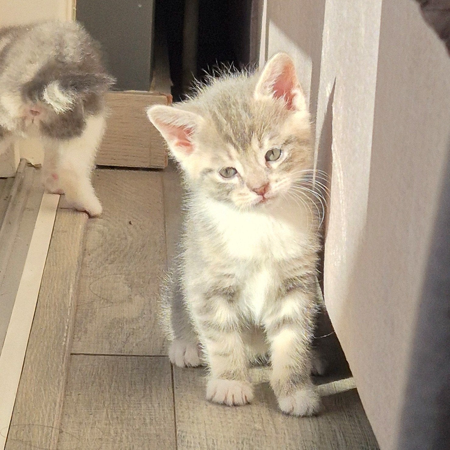 grijZe kittens, Meerdere dieren, Ontwormd