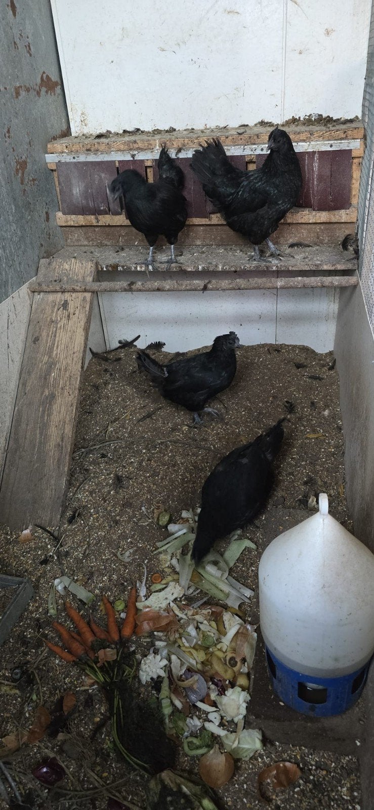 4 zwarte kippen, Vrouwelijk, Kip