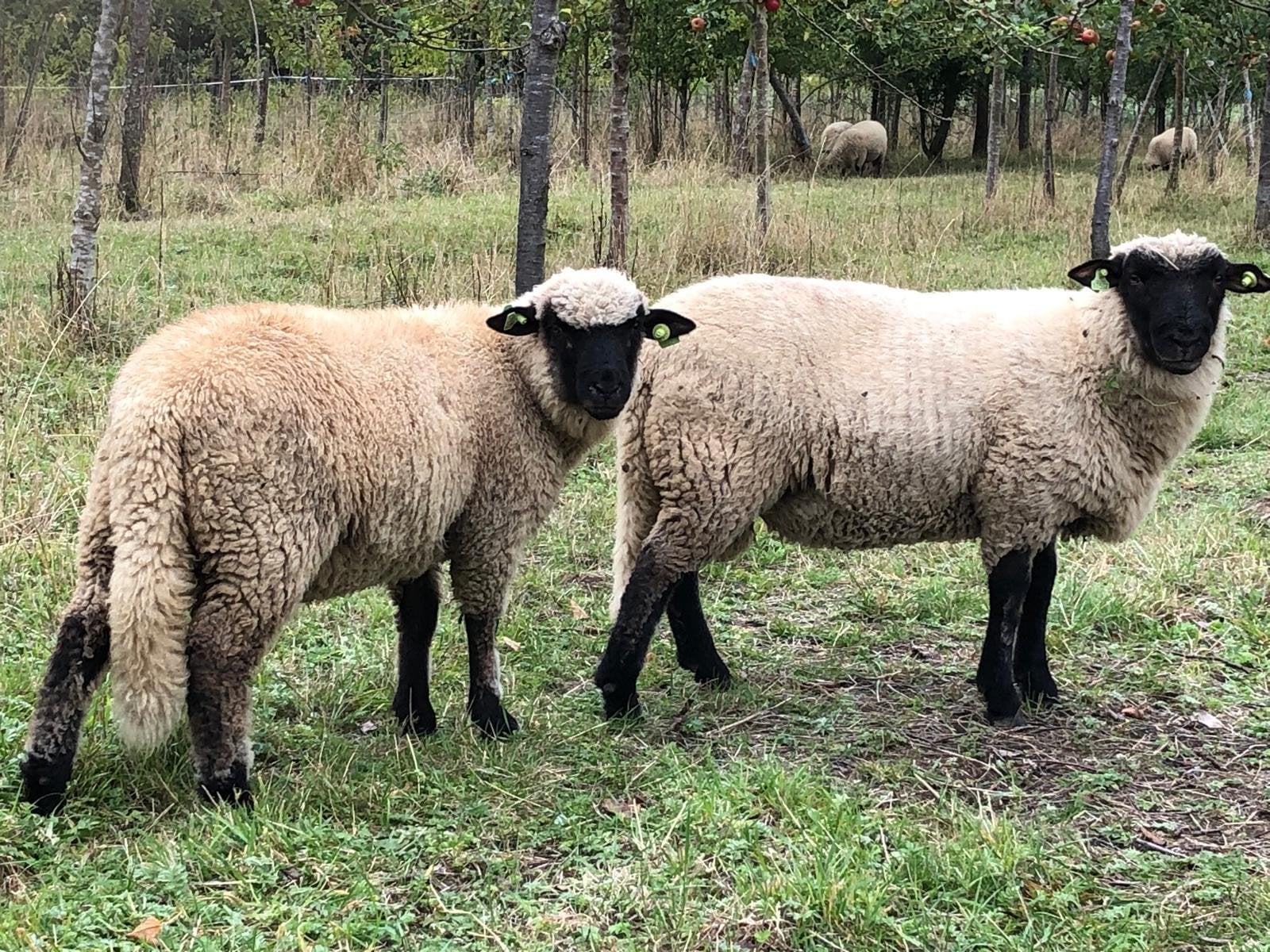 Shorpshire lanmeren, Dieren en Toebehoren, Schapen, Geiten en Varkens
