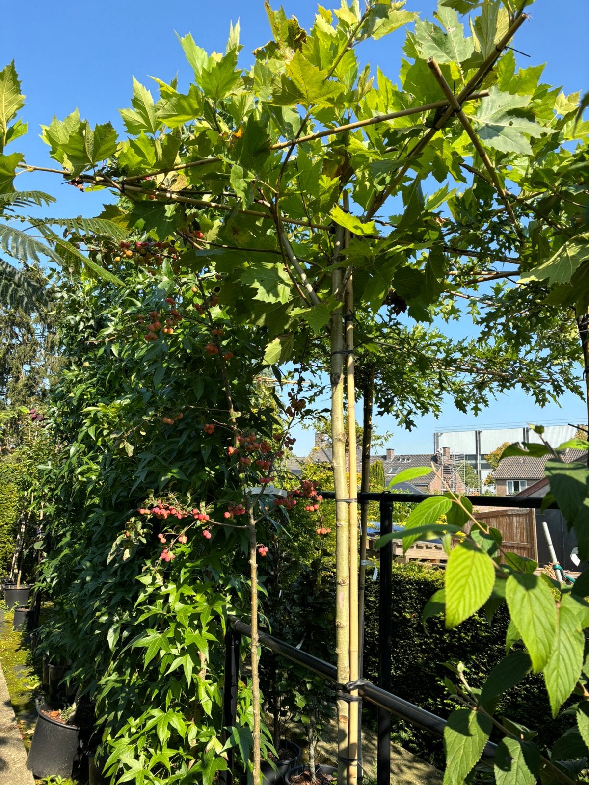 Dak plataan, dak photinia, dak eik, dakvorm bomen, Ophalen, Zomer, In pot, Volle zon