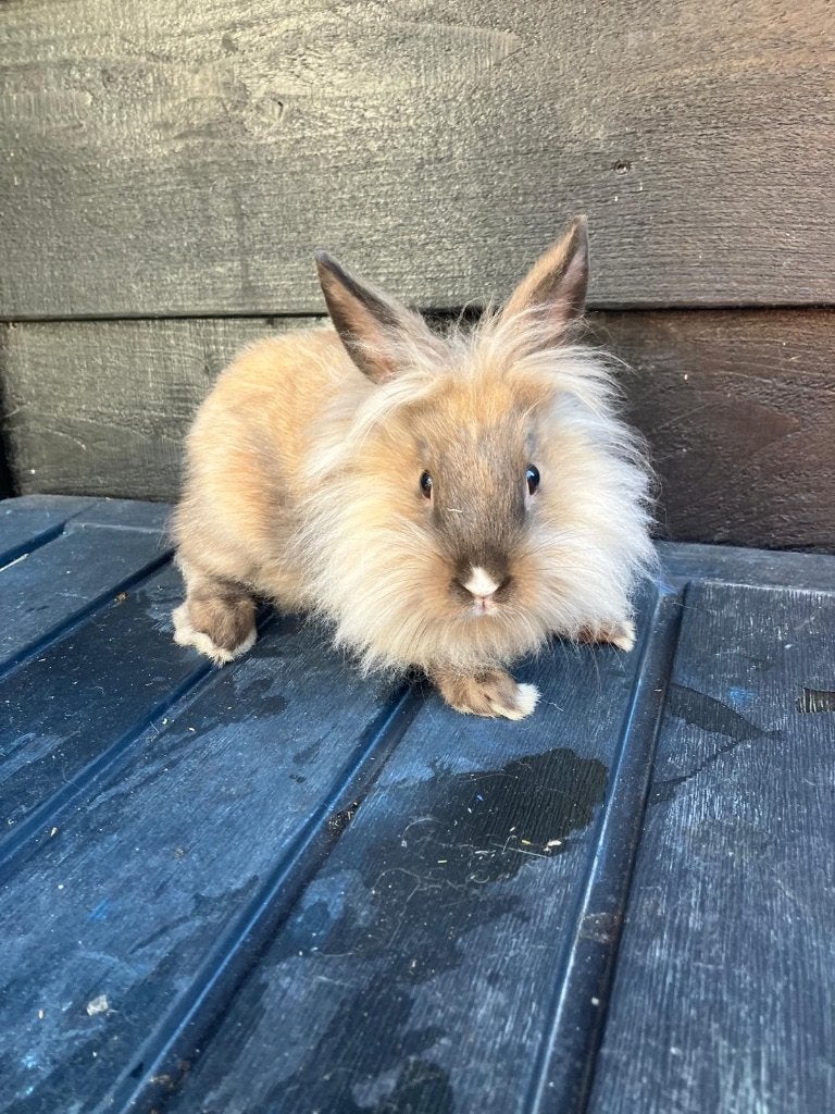 Lief mannetjes konijn, Mannelijk, Middelgroot, 0 tot 2 jaar
