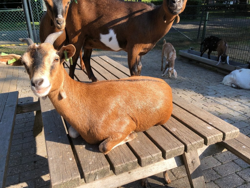 Dieren, geiten, Dieren en Toebehoren, Schapen, Geiten en Varkens, Vrouwelijk, Geit, 0 tot 2 jaar