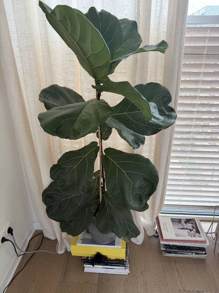 Indoor Plant - Ficus Lyrata M, Ophalen, Ficus, Halfschaduw, In pot