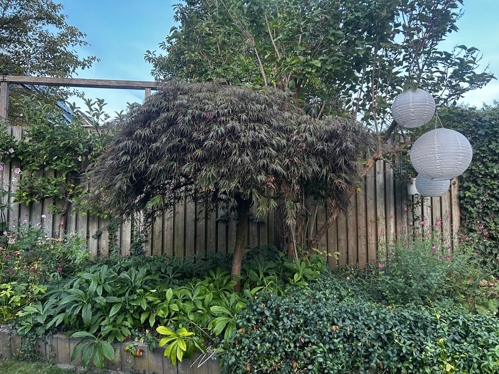 Japanse Esdoorn, Tuin en Terras, Planten | Bomen, Ophalen, Bloeit niet, Halfschaduw, Overige soorten