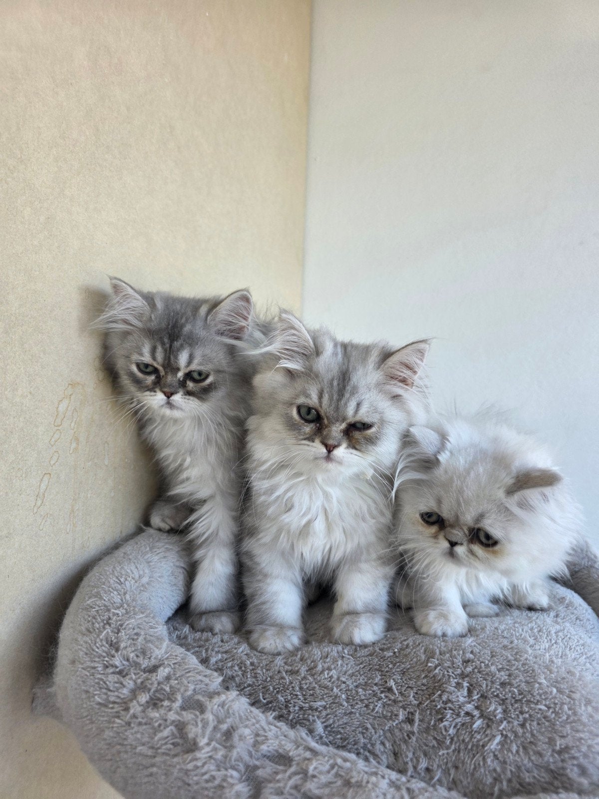Perzische kittens drie poesjes en drie katertjes!