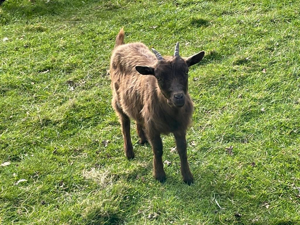 Dwerggeit 1 jaar oud tekoop., Dieren en Toebehoren, Vrouwelijk, Geit, 0 tot 2 jaar