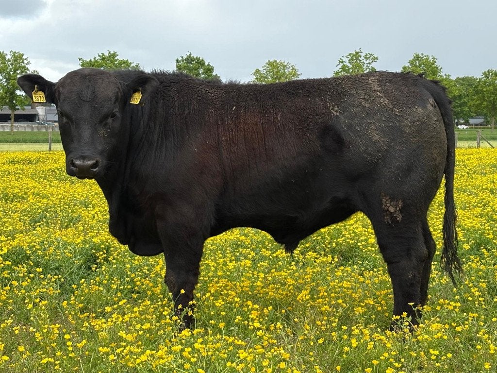 Black Angus kalveren (Stiertje Freddy), Mannelijk, 0 tot 2 jaar