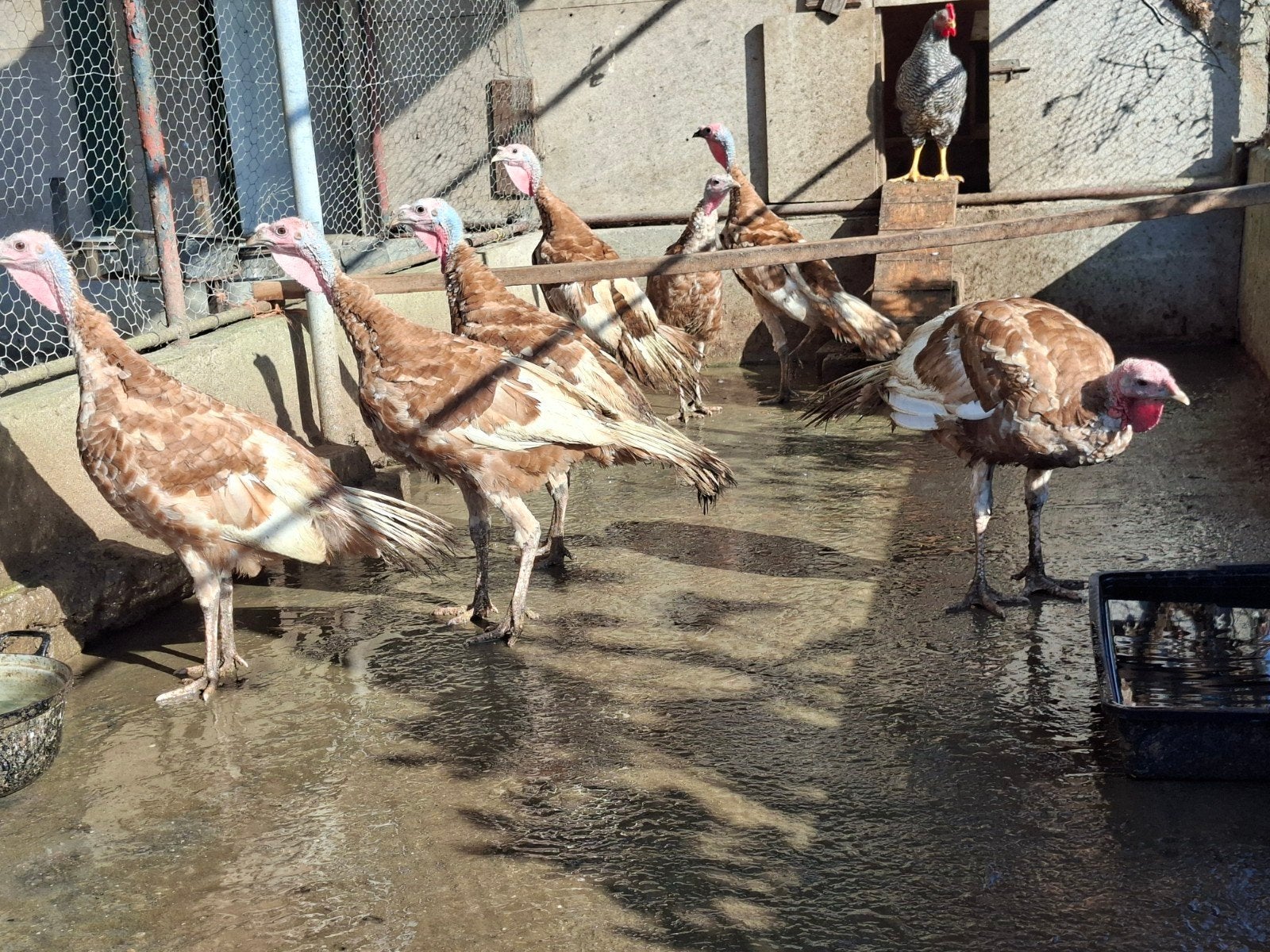 rode ardenner kalkoenen, Dieren en Toebehoren, Pluimvee, Meerdere dieren, Kalkoen