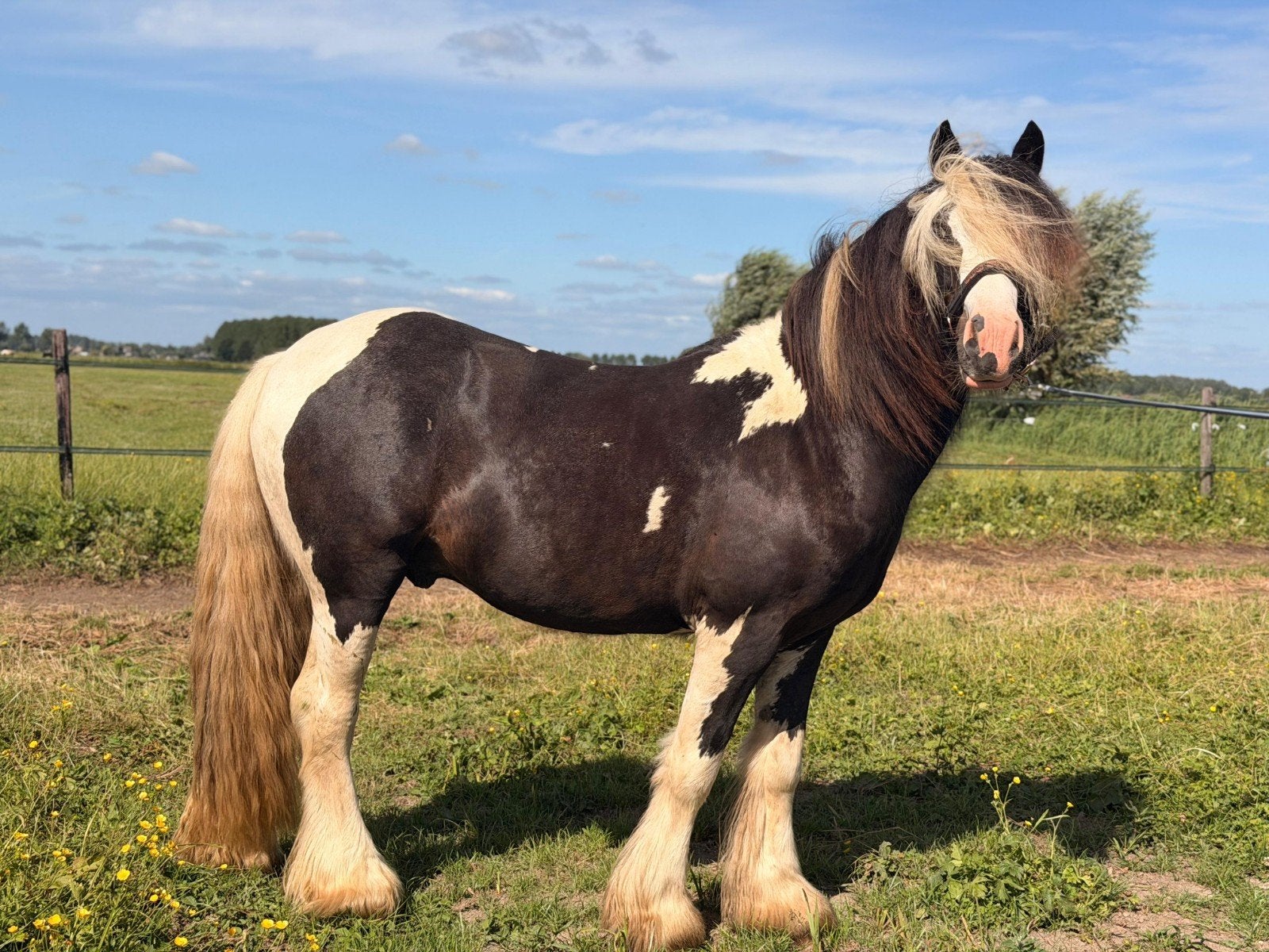 NIEUWE PRIJS - Knappe 2-jarige tinker/irish cob hengst, Dieren en Toebehoren, Met stamboom, 0 tot 2 jaar, Hengst, Onbeleerd