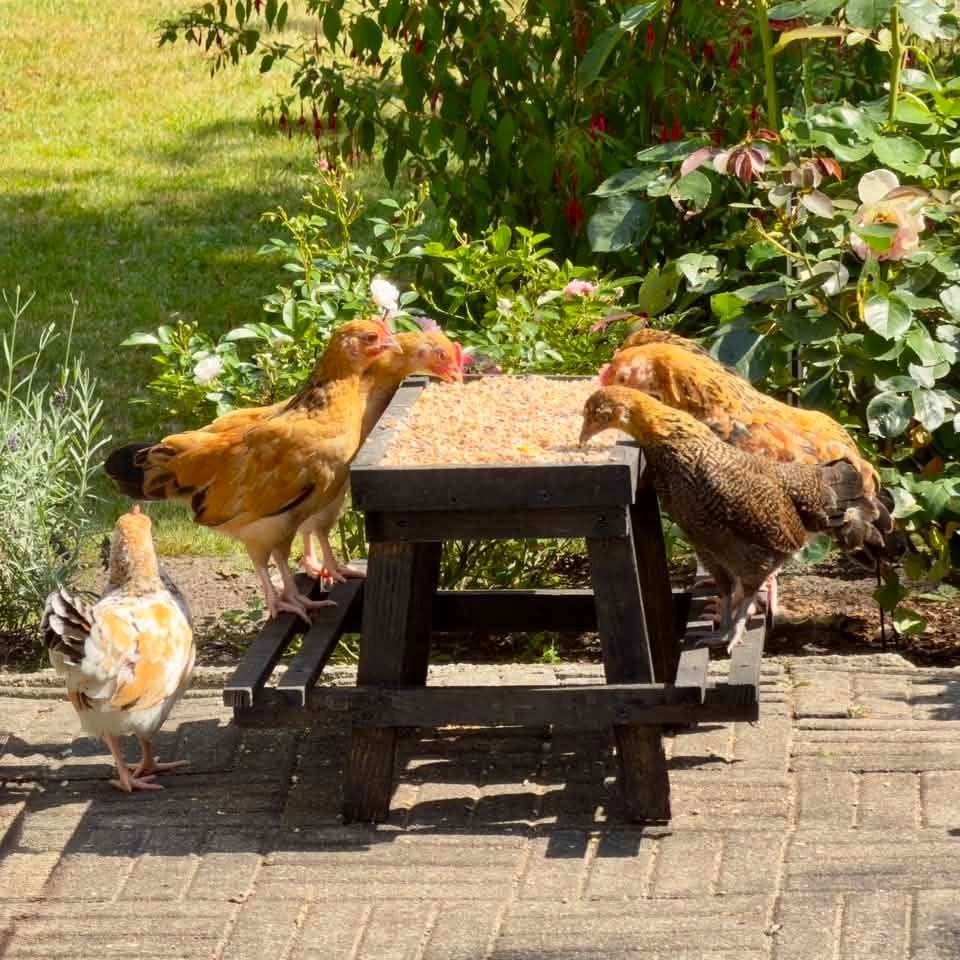 chicknick bankjes, Ophalen, Drinken en Voederen