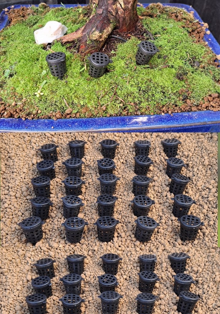 40 stuks! Bonsai mestkorfjes 2cm, Ophalen of Verzenden, Nieuw, Overige soorten, Bonsai
